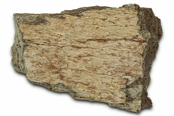 Dinosaur (Triceratops) Frill Shield Section - Montana #348085